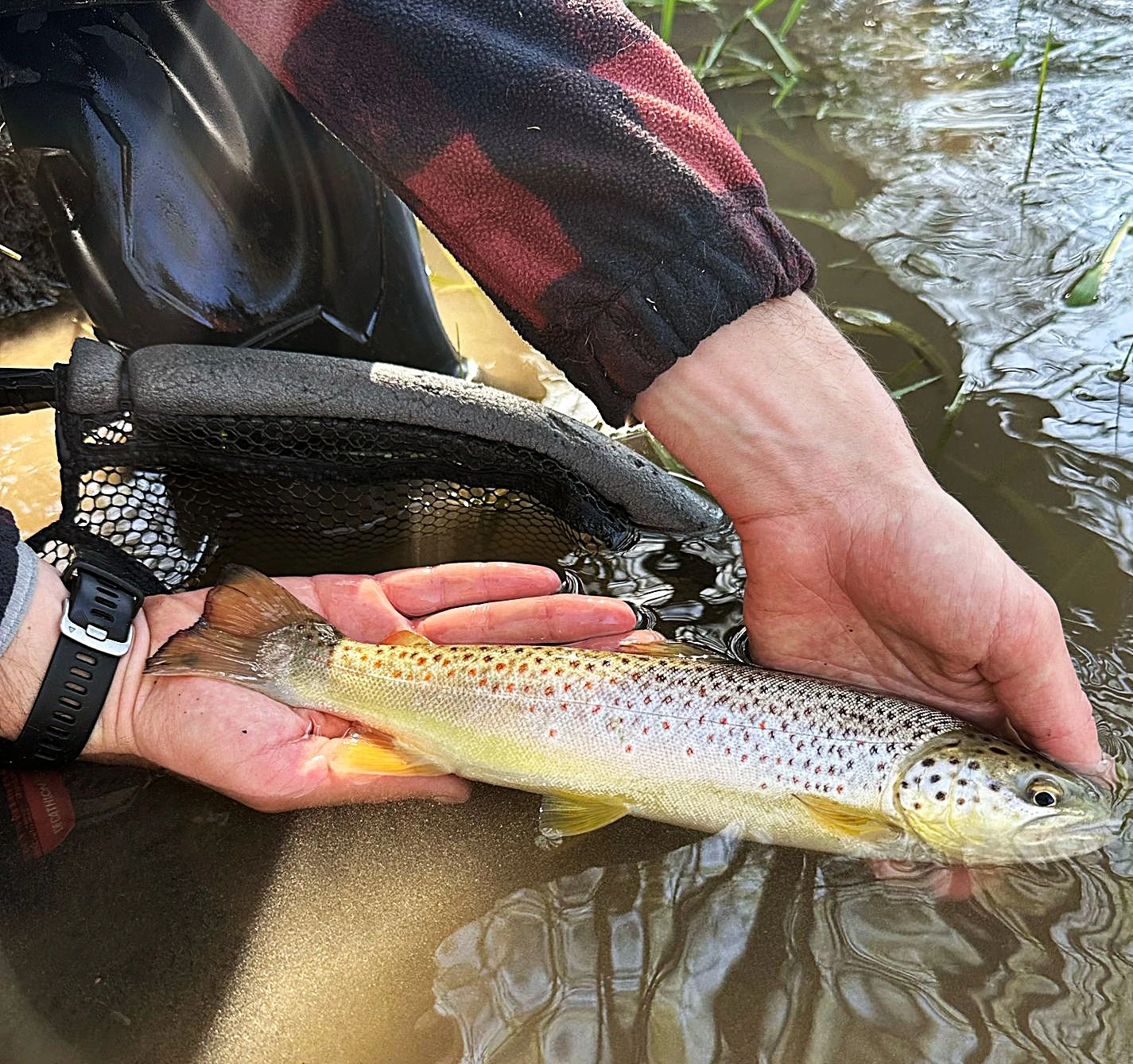 Pêche à la truite dans l'Aube